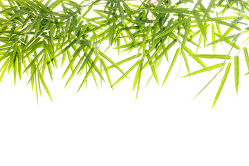 Fototapeta na wymiar Bamboo leaves isolated on a white background
