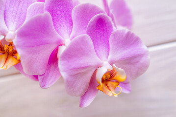 Naklejka na ściany i meble A branch of purple orchids on a white wooden backgroun 