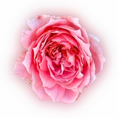 Beautiful pink rose on white background. Pink rose blossom