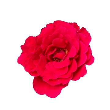 Beautiful pink rose on white background. Pink rose blossom