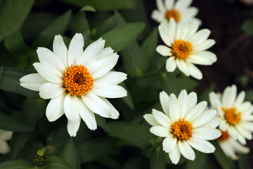 White small-flowered zinnia flowers with a yellow center grow in the garden