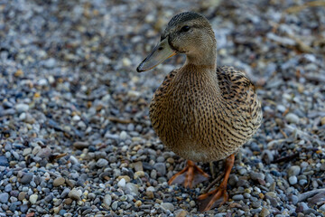 Schöne Weibliche Wild Ente in der Natur am See
