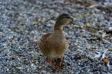 Schöne Weibliche Wild Ente in der Natur am See