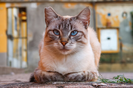 Domestic feline cat sitting look lelax detail vision natural nature