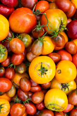 Fresh organic tomato mix. Delicious autumn tomato mix.