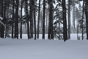 Snowy North American landscape with space for text