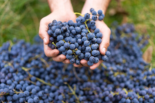 Blue grapes. Wine grapes background. Farmers hands with freshly harvested black grapes