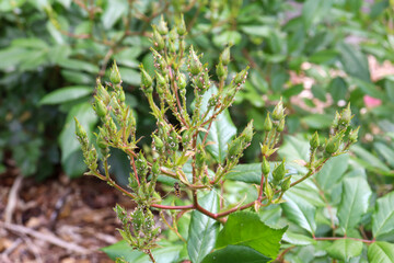 new rose buds covered in thrip insect