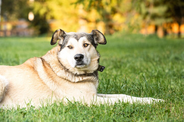 Beautiful large mongrel dog with orange eyes, mixed-breed dog in a garden.