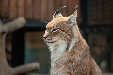 Close-up portrait of a lynx in a zoo enclosure.