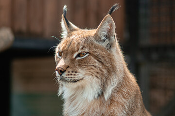 Close-up portrait of a lynx in a zoo enclosure.