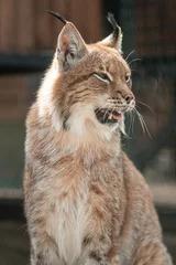 Zelfklevend Fotobehang Close-up portrait of a lynx in a zoo enclosure. © Михаил Гута