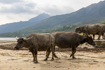 2023 Oct 13,Hong Kong.Buffalo in Pui O  in southern Lantau Island,Hong Kong