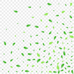 Green Foliage Background Transparent Vector. Greenery Icon Texture. Wild Frame. Greenish Forest Design. Sheet Falling.