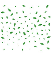Green Leaves Background White Vector. Foliage Flavor Frame. Structure Card. Light Green Banner Texture. Greenery Label.