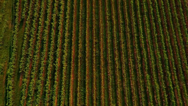 grapevine field in styria Austria