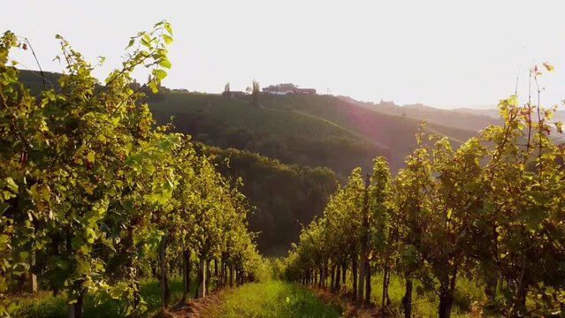 grapevine field in styria Austria