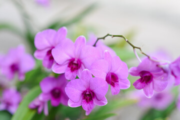 Naklejka na ściany i meble close up of a purple flower