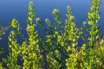 Field pennycress, Thlaspi arvense is an edible plant used in salads. Their seeds are sometimes used...