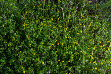 Trifolium campestre or hop trefoil flower, close up. Yellow or golden clover with green leaves....