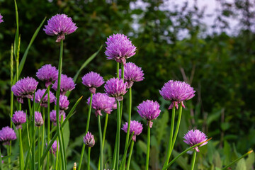Close up view of emerging purple buds and blossoms on edible chives plants allium schoenoprasum
