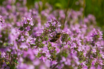Blossoming fragrant Thymus serpyllum, Breckland wild thyme, creeping thyme, or elfin thyme close-up, macro photo. Beautiful food and medicinal plant in the field in the sunny day