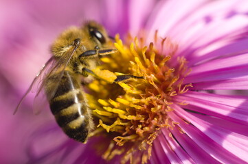 close-up of a bee on a flower