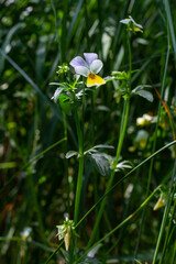 Obraz premium Wild Viola Arvensis, Field Pansy flowerbed abloom. Beautiful wild flowering plant used in alternative herbal medicine. Outdoor nature photography
