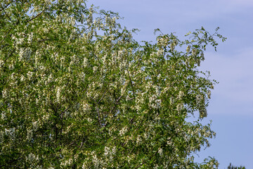 Fototapeta na wymiar Abundant flowering acacia branch of Robinia pseudoacacia, false acacia, black locust close-up. Source of nectar for tender but fragrant honey. Locust tree blossom - Robinia pseudoacacia