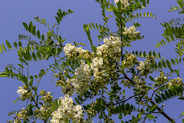 Abundant flowering acacia branch of Robinia pseudoacacia, false acacia, black locust close-up. Source of nectar for tender but fragrant honey. Locust tree blossom - Robinia pseudoacacia