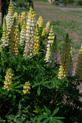 White tall Lupine flowers during spring blossom with selective focus and blurred background