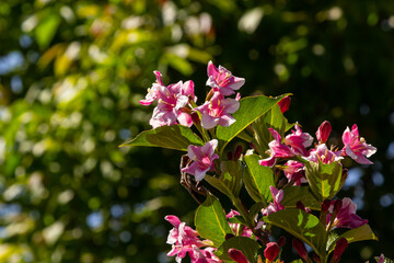 Colorful Weigela praecox Bouquet Rose flowers with a five-lobed petals, close up. Weigela is deciduous, ornamental and flowering shrub, popular garden plant in the honeysuckle family Caprifoliaceae