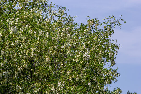 Abundant flowering acacia branch of Robinia pseudoacacia, false acacia, black locust close-up. Source of nectar for tender but fragrant honey. Locust tree blossom - Robinia pseudoacacia