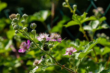 Soft pink blackberry flowers and buds in spring - Rubus fruticosus