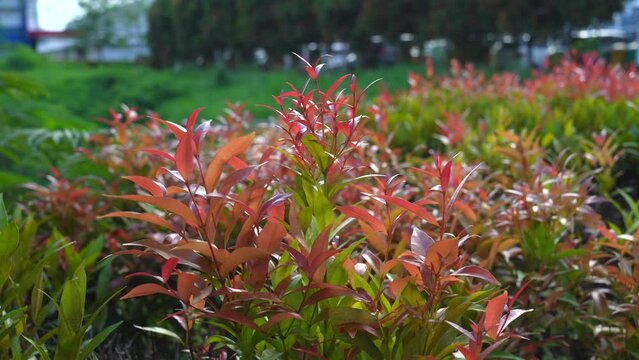 a shrub with red leaves ( pucuk merah ) waving in the wind