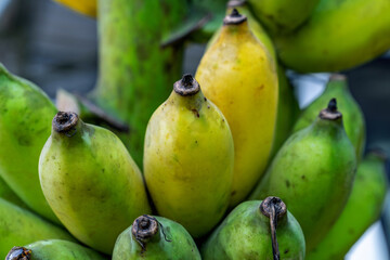 Close-up of Namwa bananas that are mature and about to ripen. - 661759868