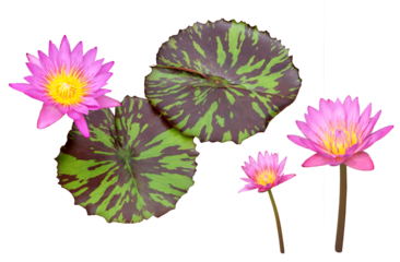 スイレン（クイーンオブサイアム）9月撮影