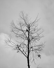 silhouette of a tree