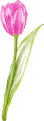 Tulip flower watercolor illustration