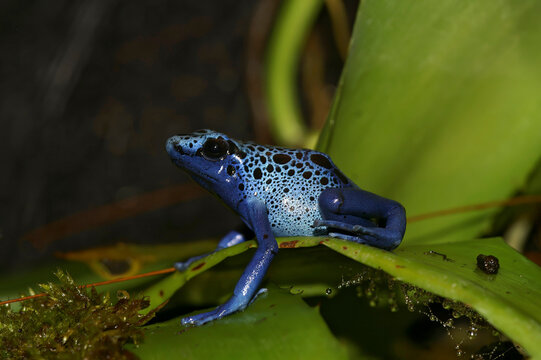Closeup on the brigh blue colored Dyeing Poison Frog, Dendrobates tinctorius azureus