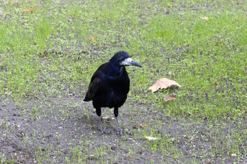 A Black Crow in a City Park