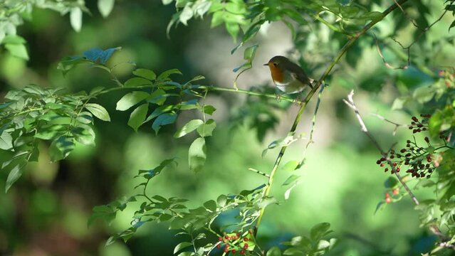 robin bird on a branch