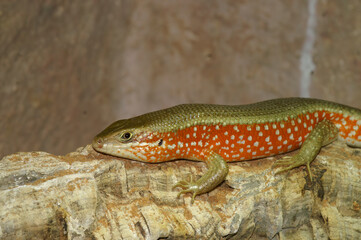 Closeup on the Red Sided Skink, Mabuya perroteti in a terrarium , basking in the sunlight