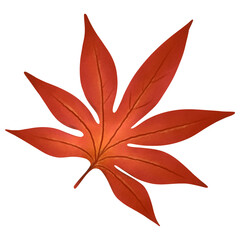 japanese maple autumn leaf isolate