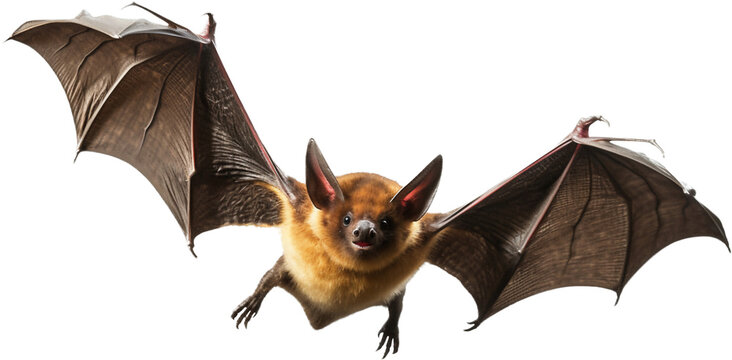flying bats png with AI generated.
