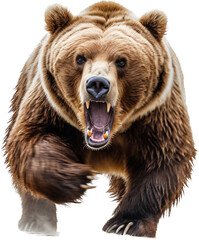 Fototapeta premium Bear png with AI generated.