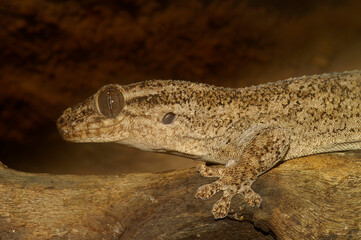 Closeup on the Grandidier's Velvet Gecko, Blaesodactylus sakalava, sitting on a tree branch