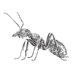An ant hand drawing in black & white with lines