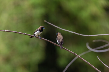 Sparrows sit on branches