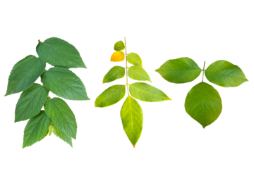 various type of twigs and green leaves isolated on transparent background, suitable for design materials, PNG.	